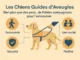 Les Chiens Guides d'Aveugles Bien plus que des yeux, de fid&egrave;les compagnons pour l'autonomie